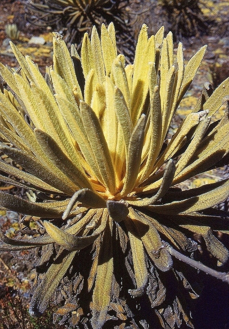 Espeletia timotensis photo 8