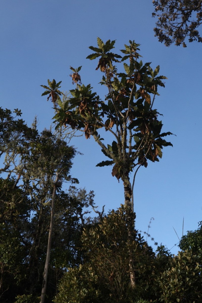 Espeletia trujillensis