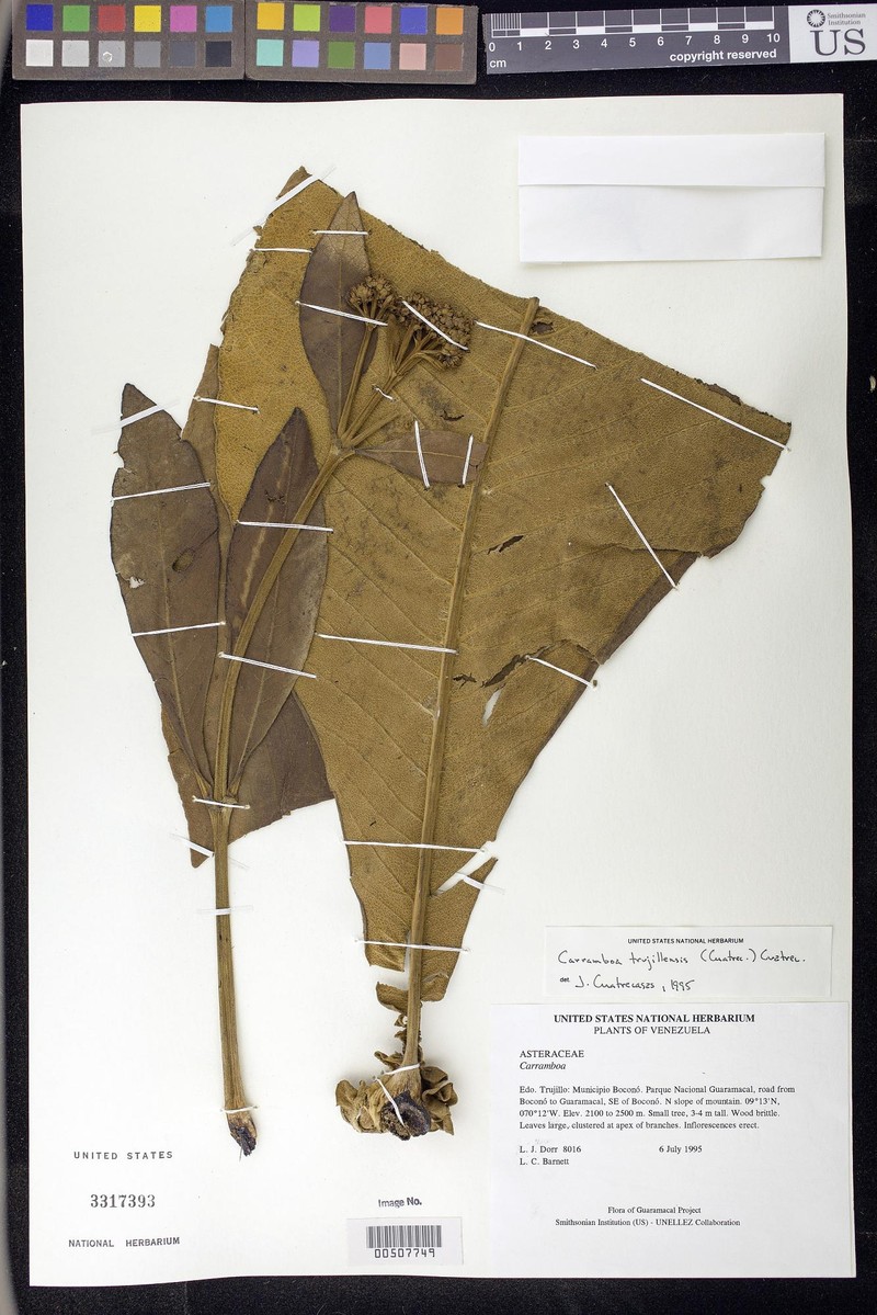 Espeletia trujillensis photo 2
