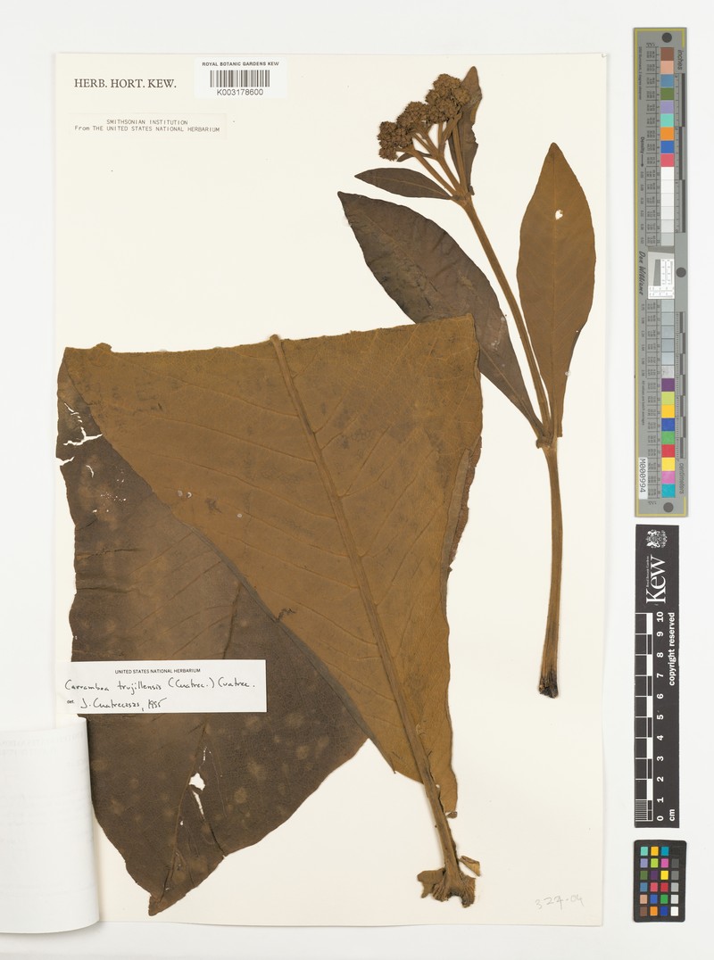 Espeletia trujillensis photo 3