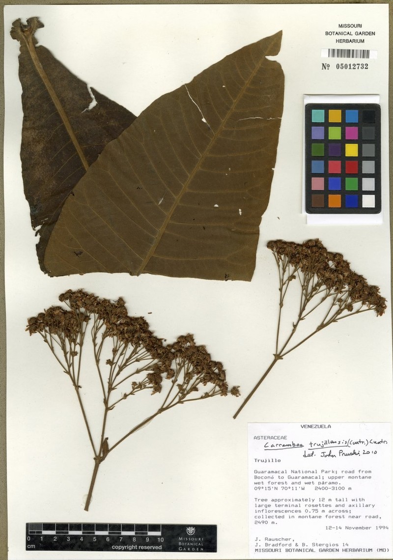 Espeletia trujillensis photo 4