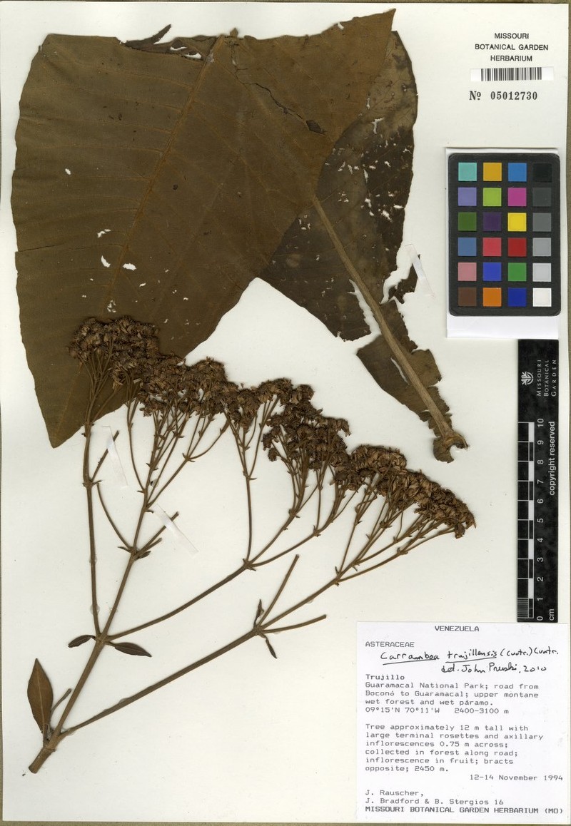 Espeletia trujillensis photo 5