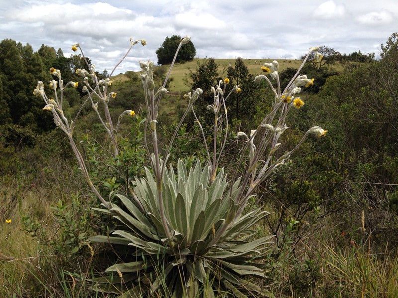 Espeletia tunjana