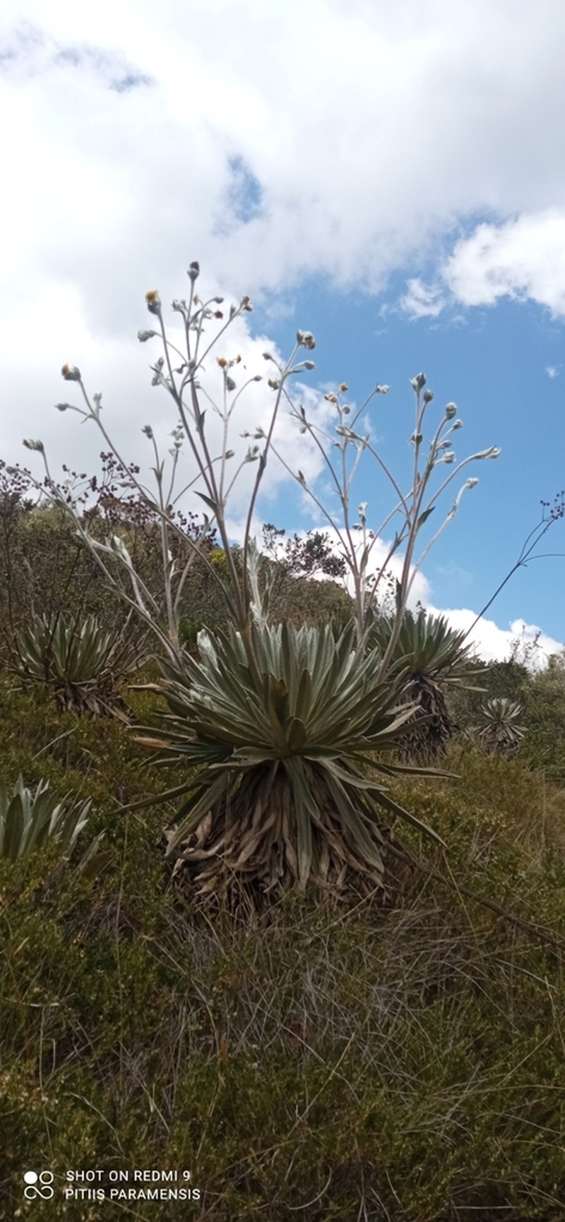 Espeletia tunjana photo 2