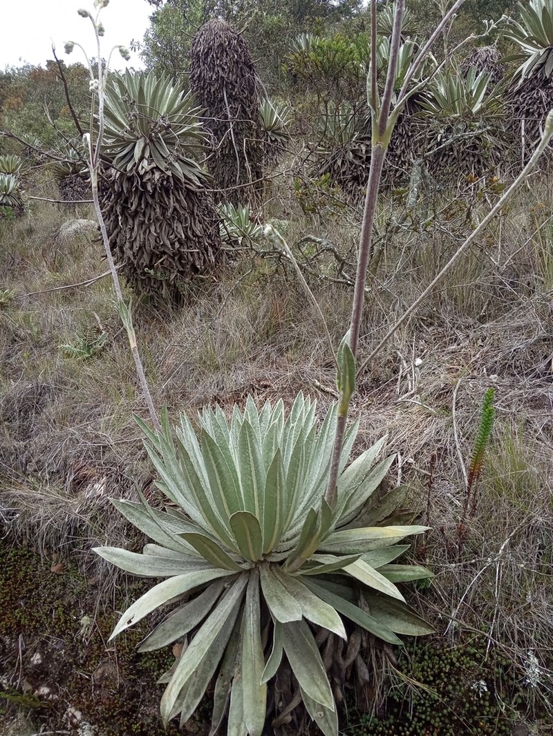 Espeletia tunjana photo 3