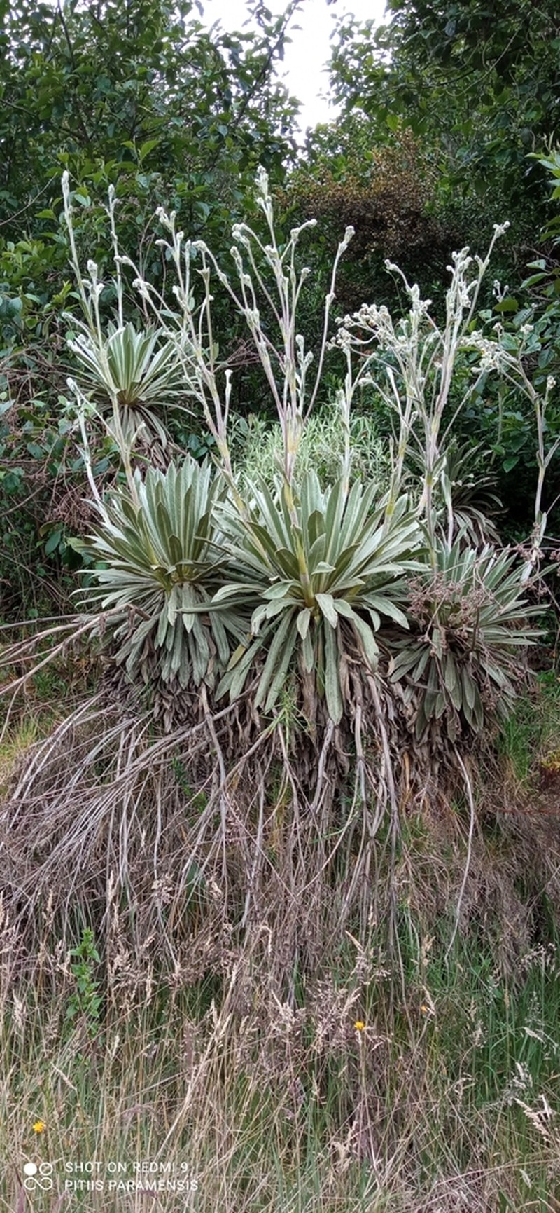 Espeletia tunjana photo 4