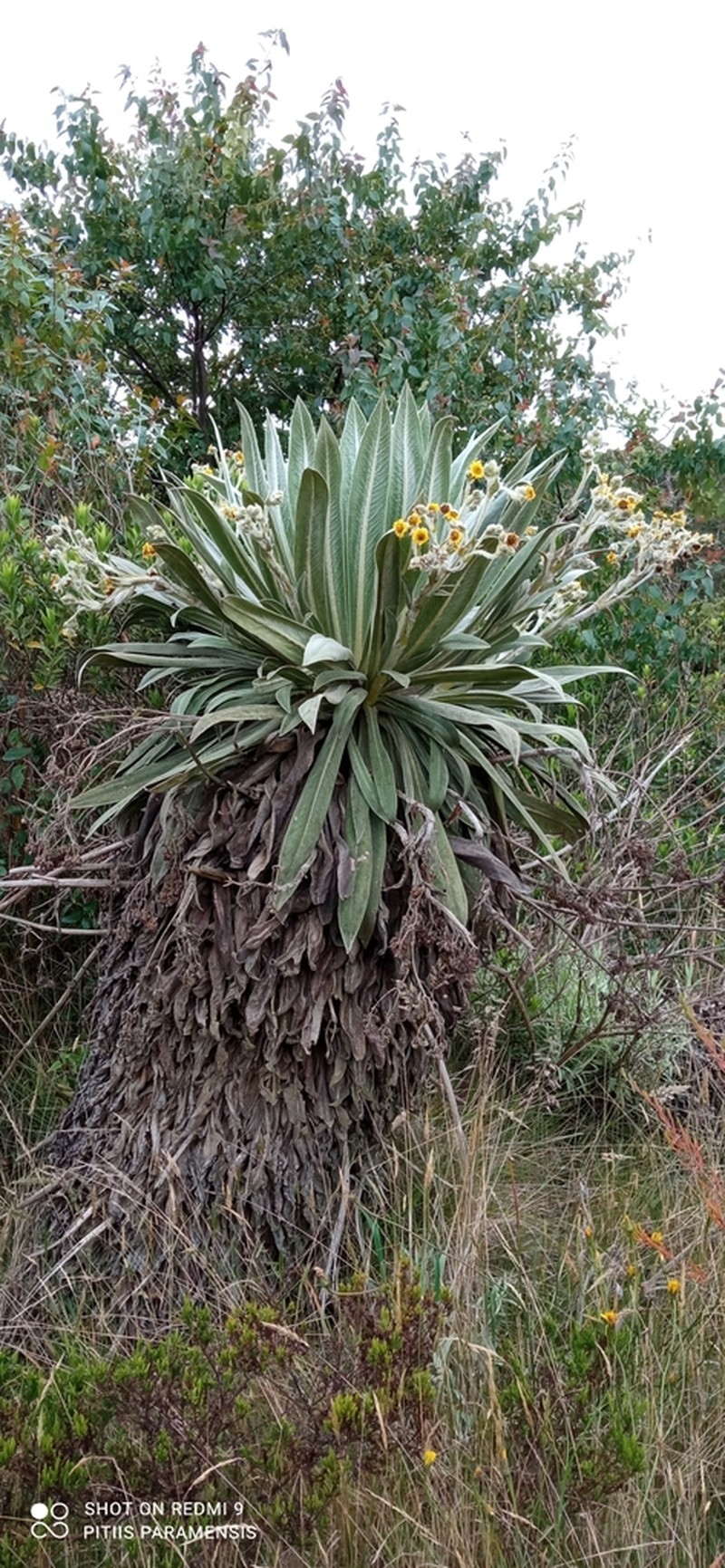 Espeletia tunjana photo 7