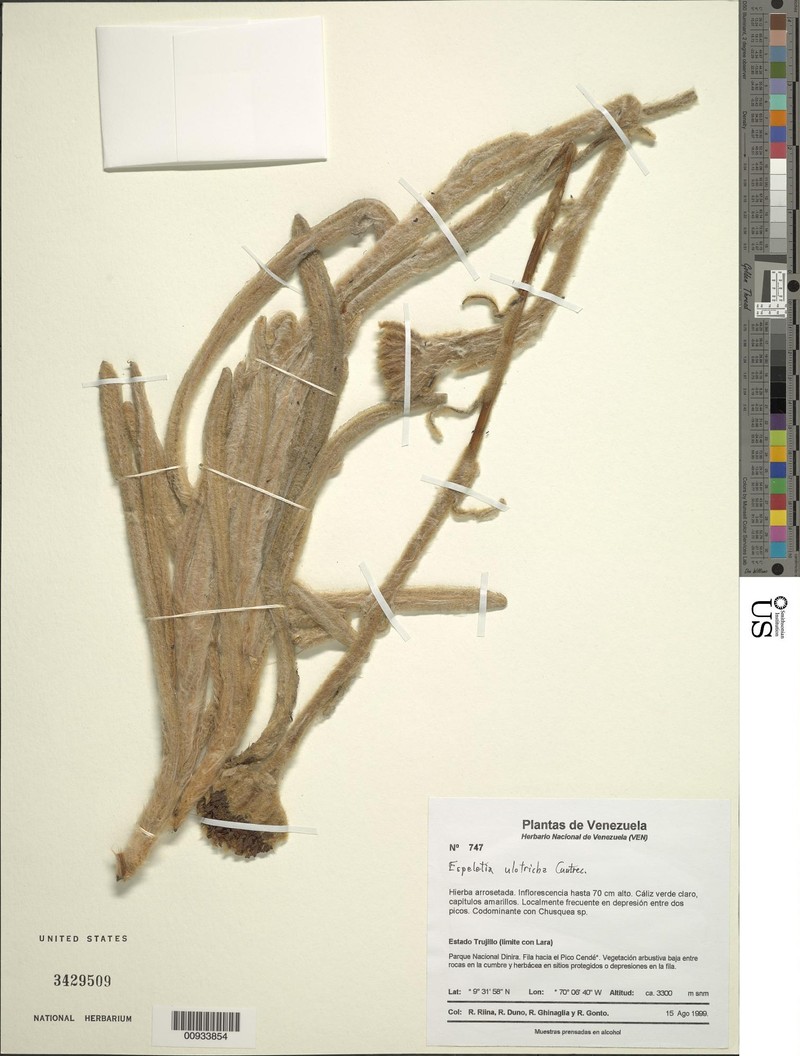 Espeletia ulotricha