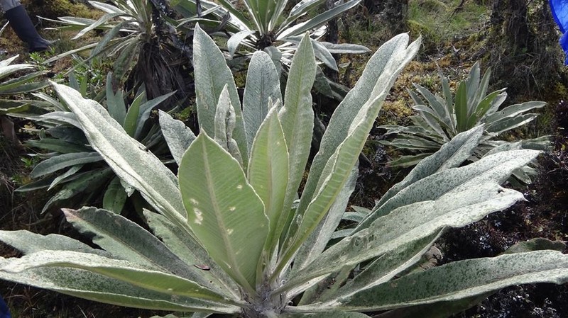 Espeletia uribei photo 3