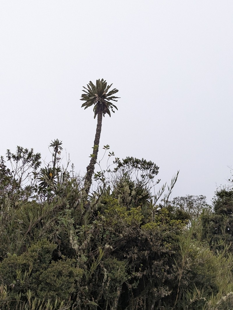 Espeletia uribei photo 6