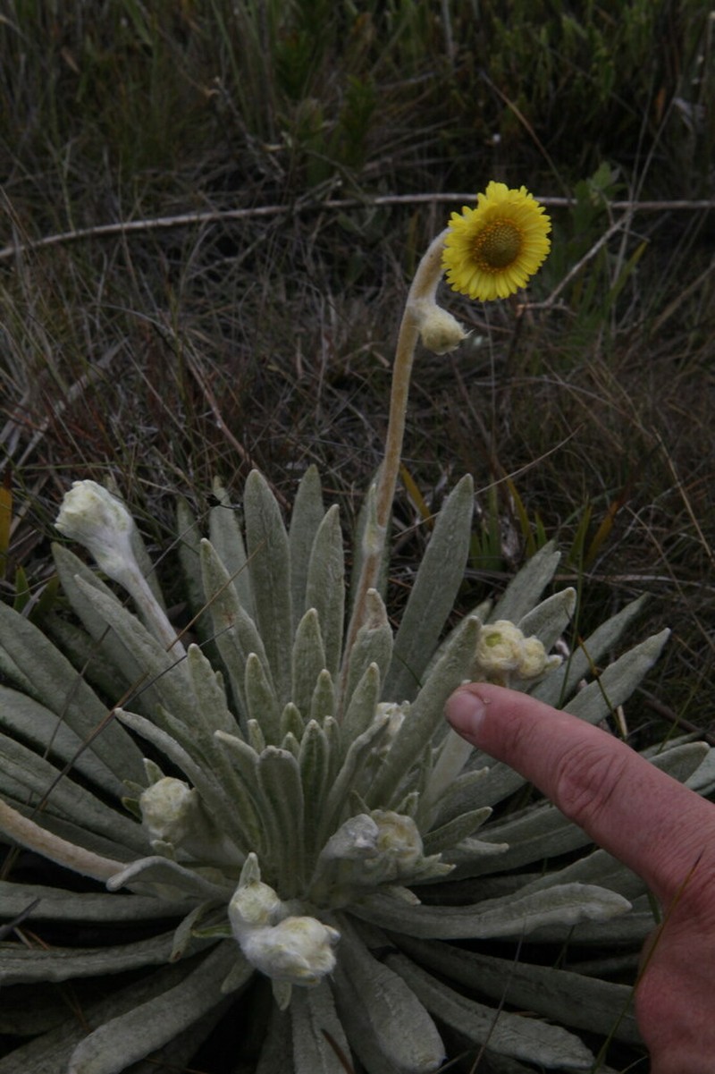 Espeletia weddellii
