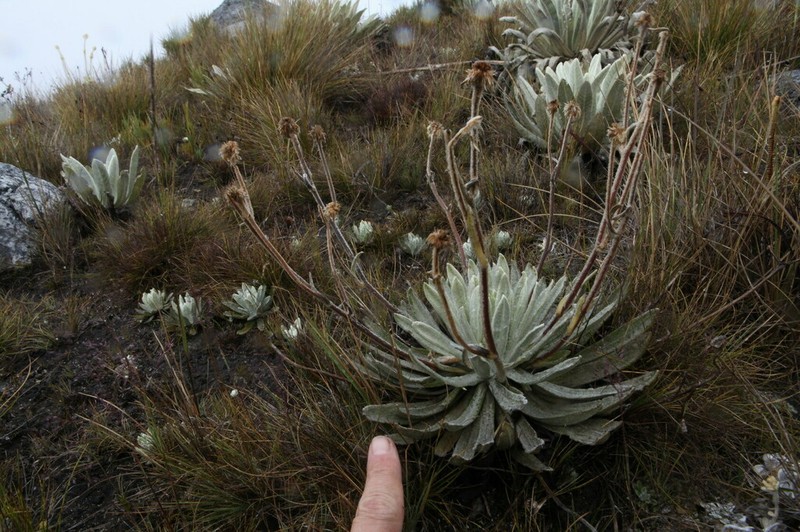 Espeletia weddellii photo 2