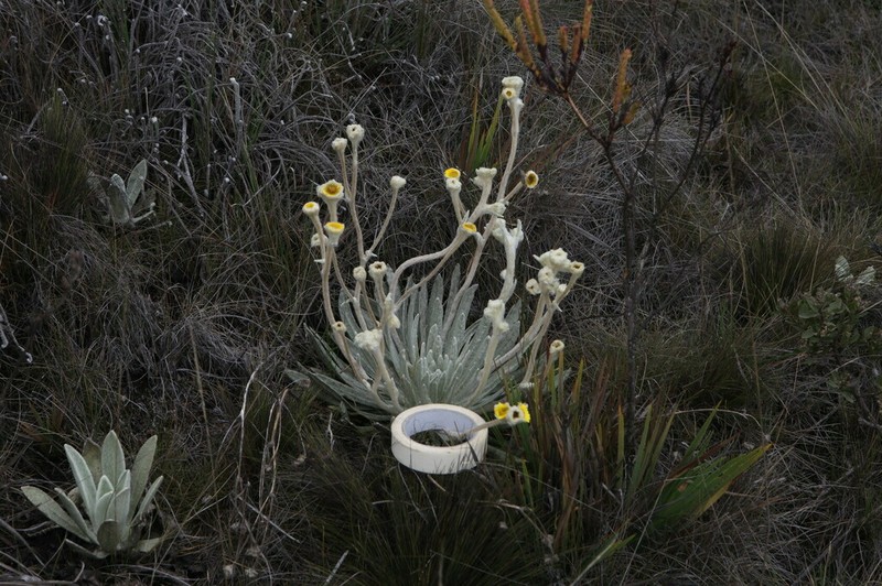 Espeletia weddellii photo 3