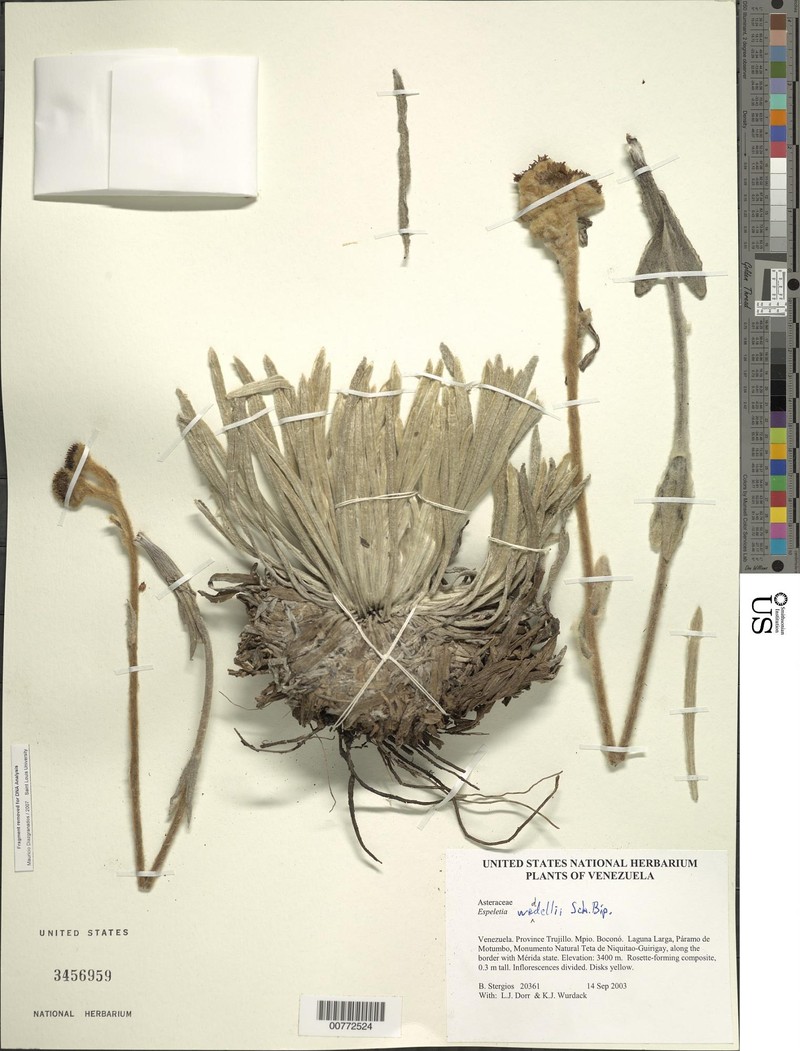 Espeletia weddellii photo 4