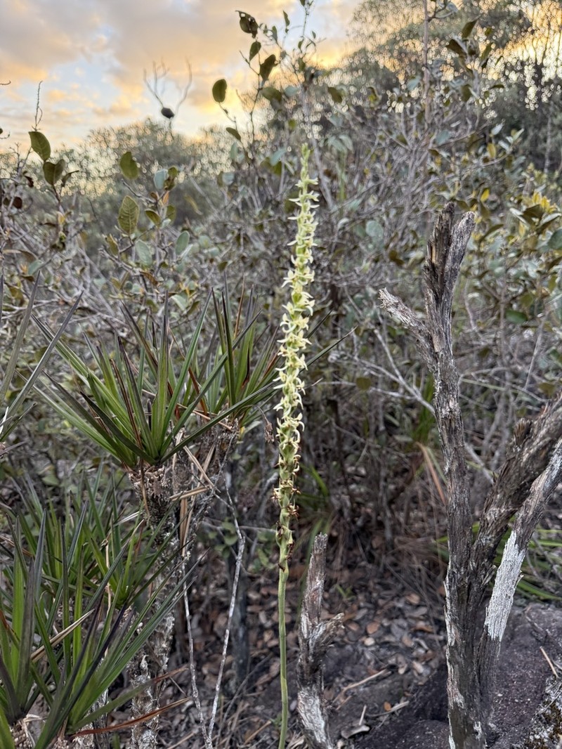 Espinhassoa glaziovii
