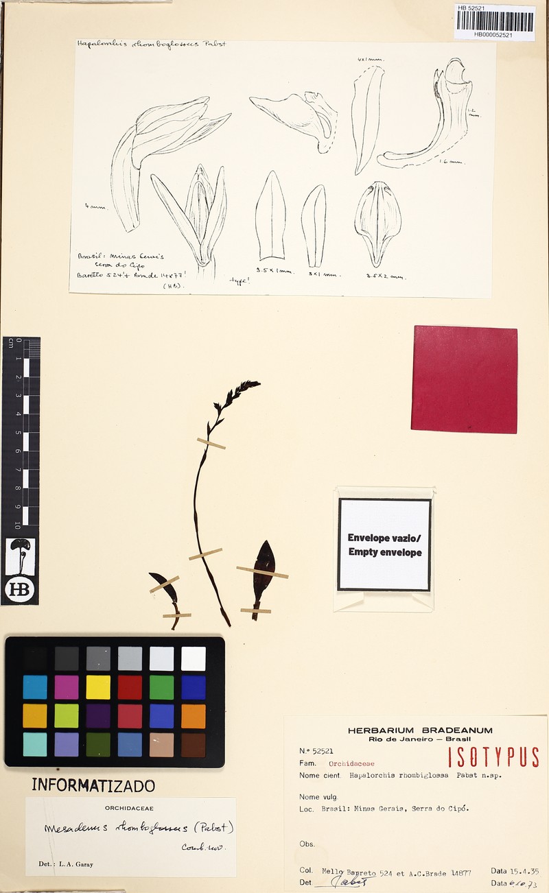 Espinhassoa rhombiglossa