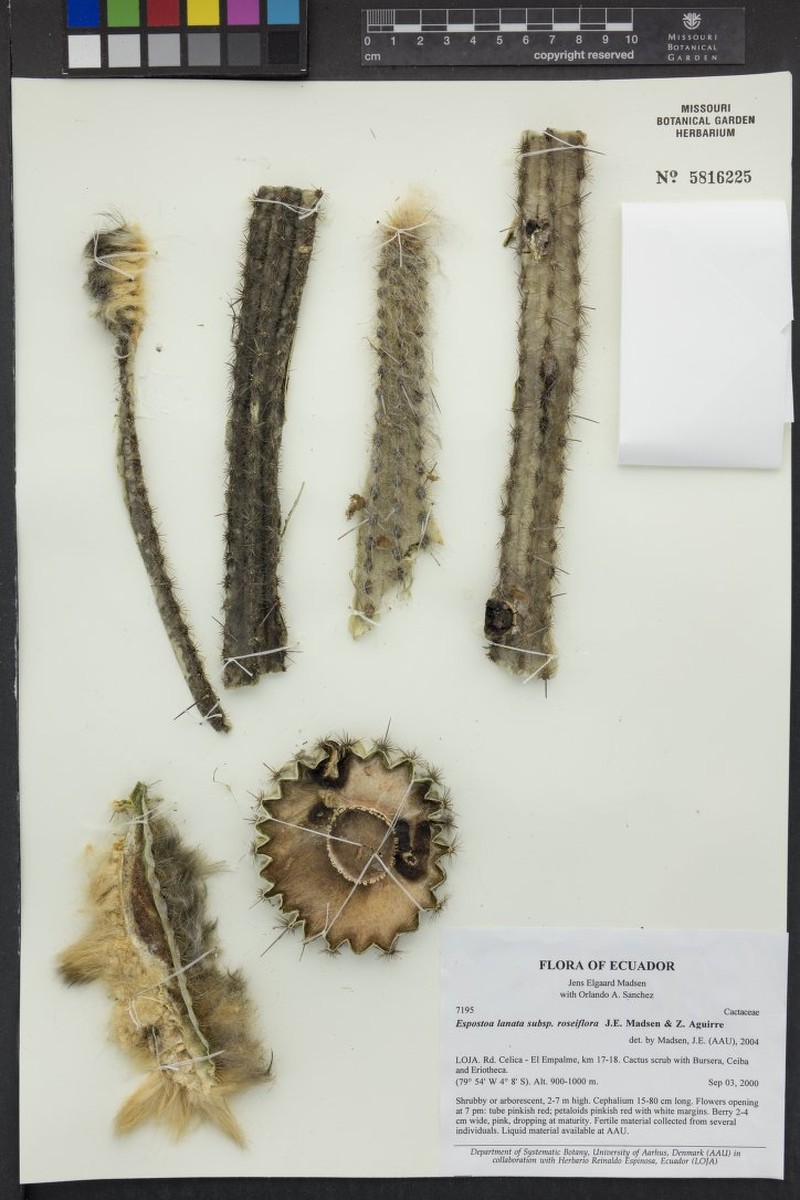 Espostoa lanata subsp. lanata
