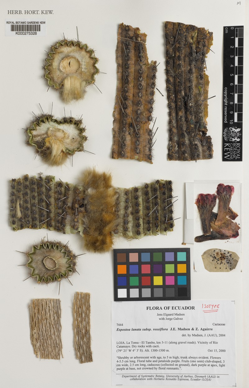 Espostoa lanata subsp. lanata photo 2