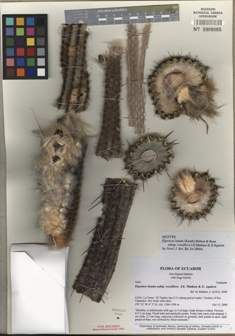 Espostoa lanata subsp. lanata photo 3