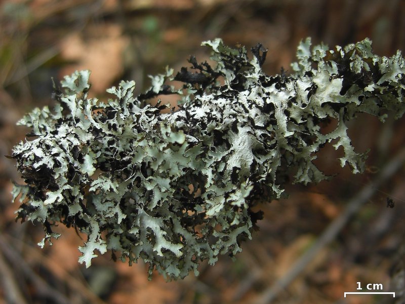 Idaho Esslingeriana Lichen