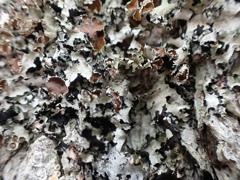 Idaho Esslingeriana Lichen