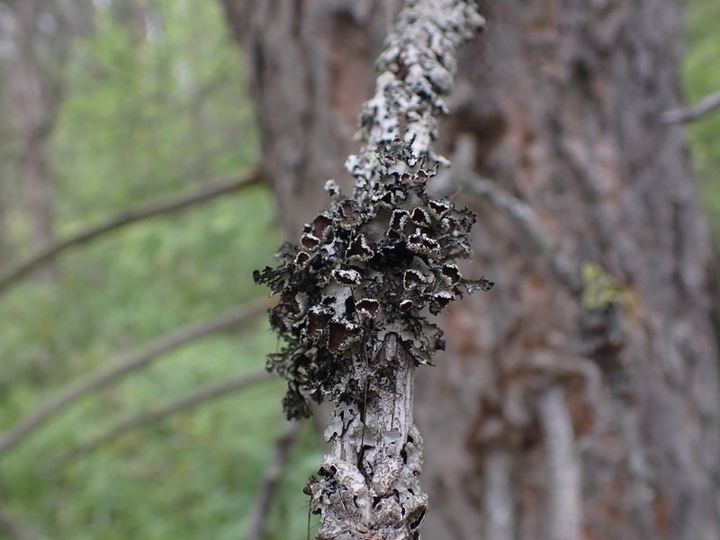Idaho Esslingeriana Lichen photo 2