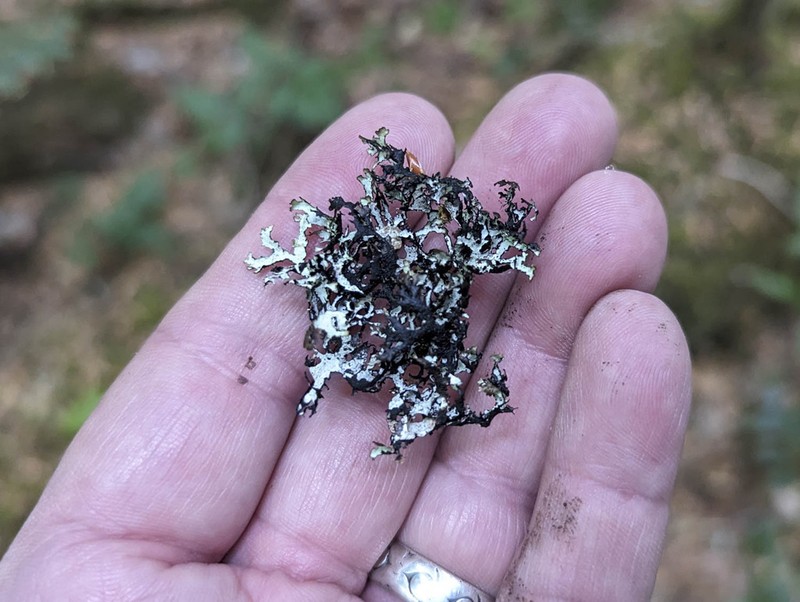 Idaho Esslingeriana Lichen photo 3