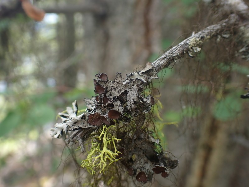Idaho Esslingeriana Lichen photo 4