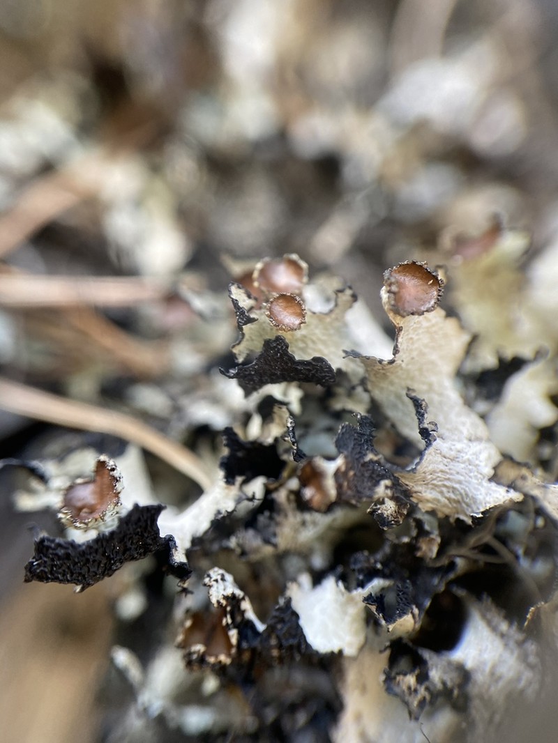 Idaho Esslingeriana Lichen photo 5