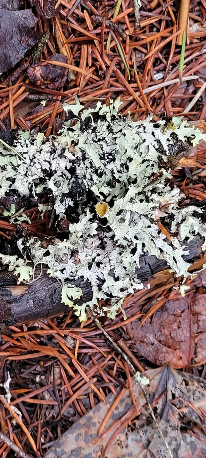 Idaho Esslingeriana Lichen photo 6