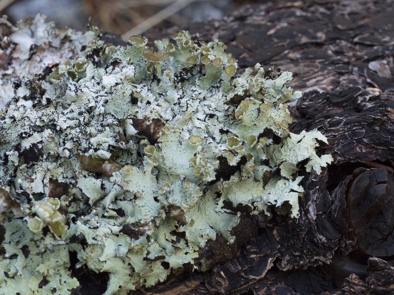 Idaho Esslingeriana Lichen photo 7