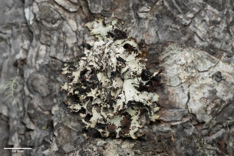 Idaho Esslingeriana Lichen photo 8