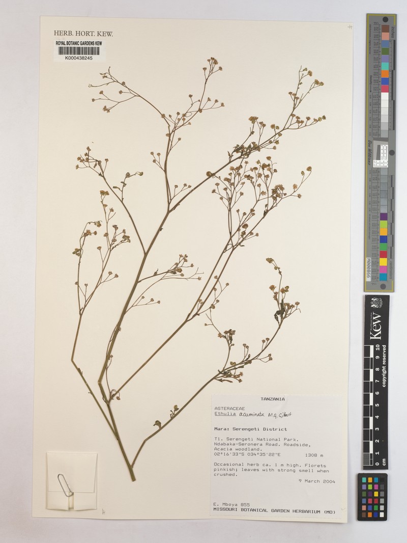 Ethulia acuminata