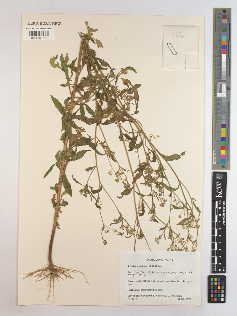 Ethulia acuminata photo 2