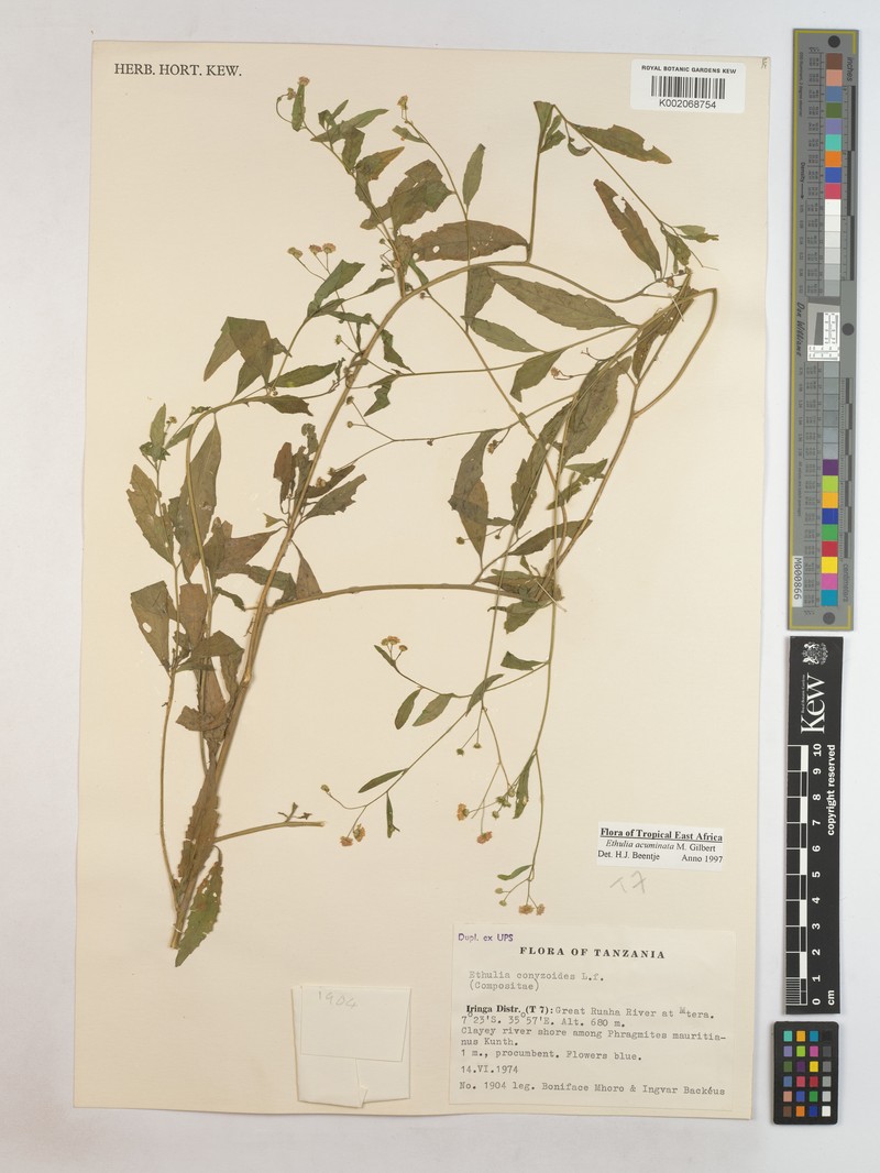 Ethulia acuminata photo 3