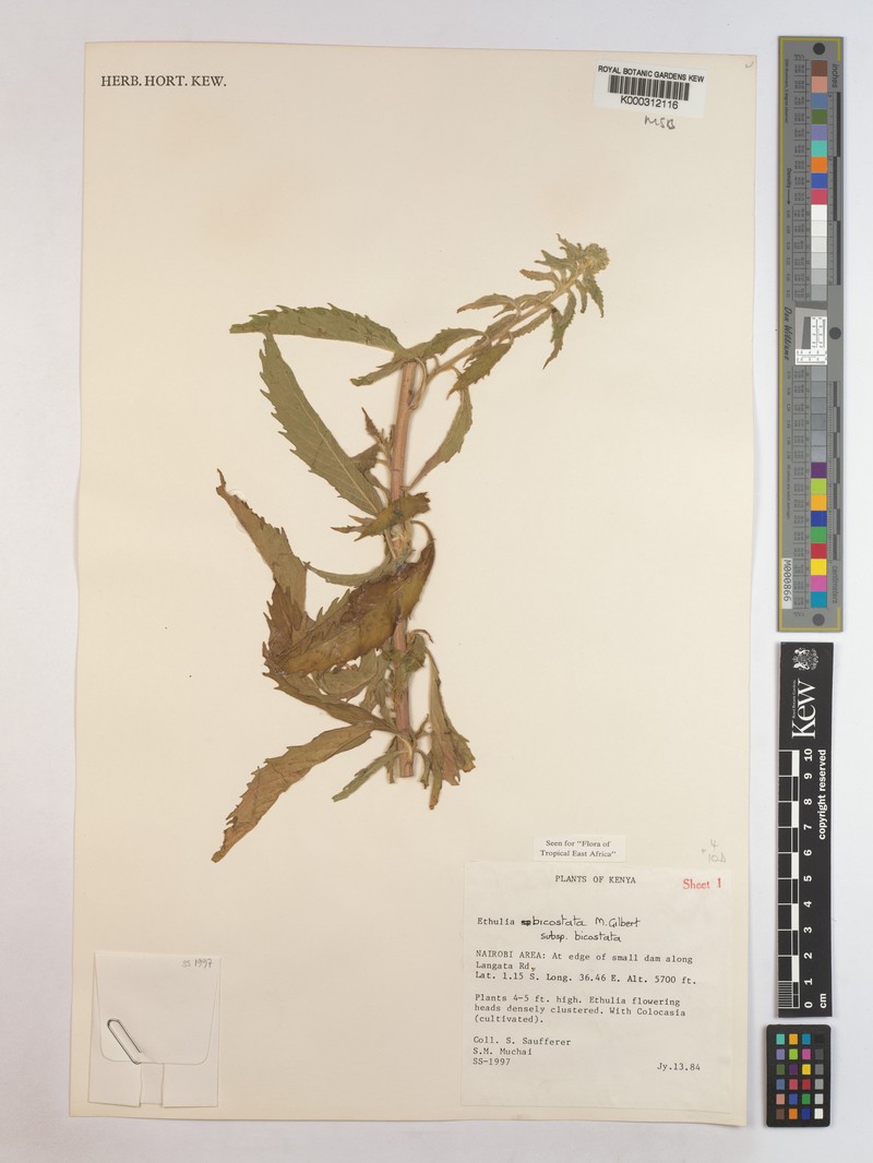 Ethulia bicostata