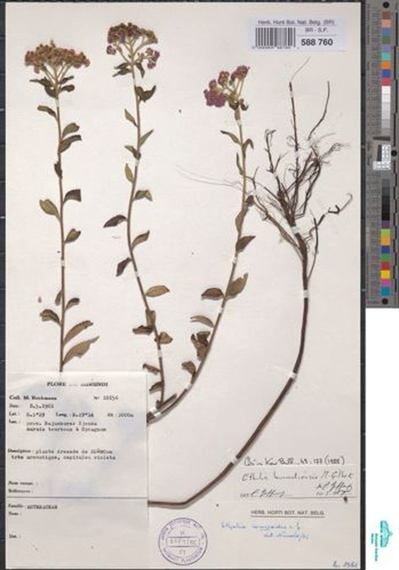 Ethulia burundiensis