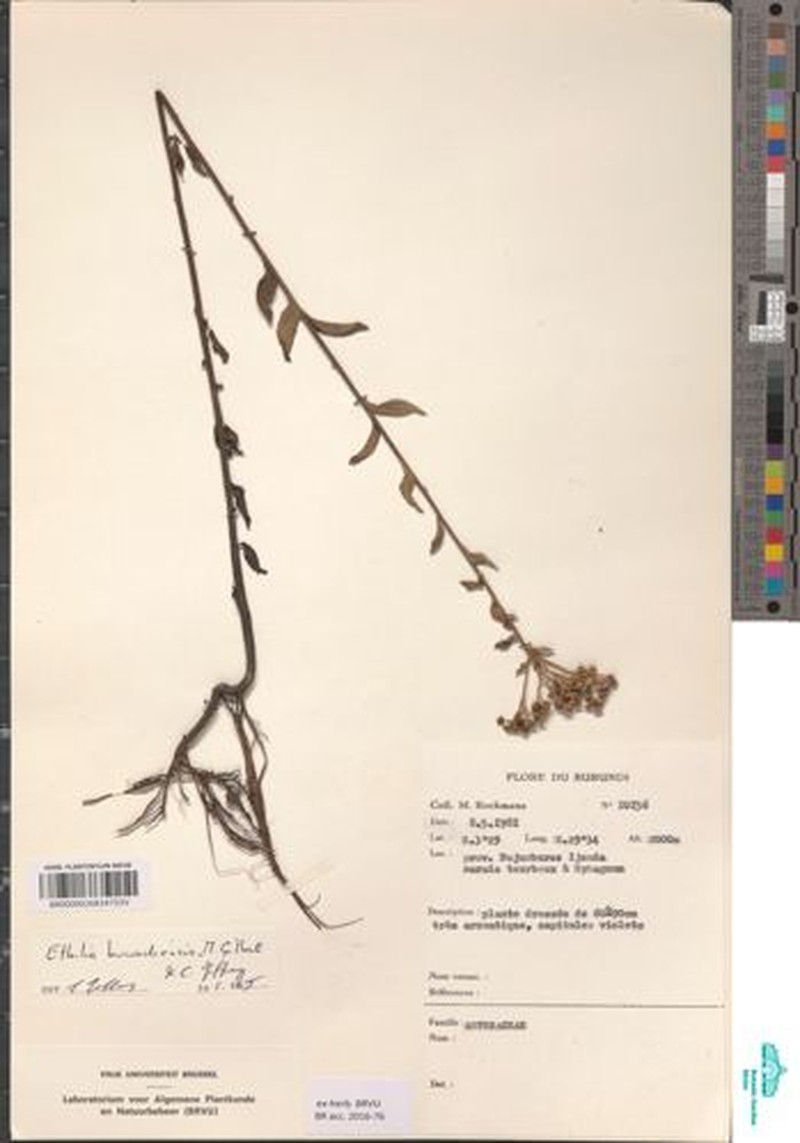 Ethulia burundiensis photo 2