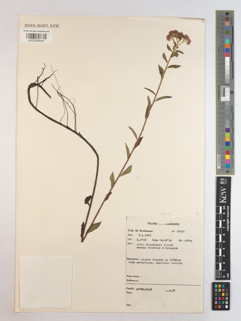 Ethulia burundiensis photo 3