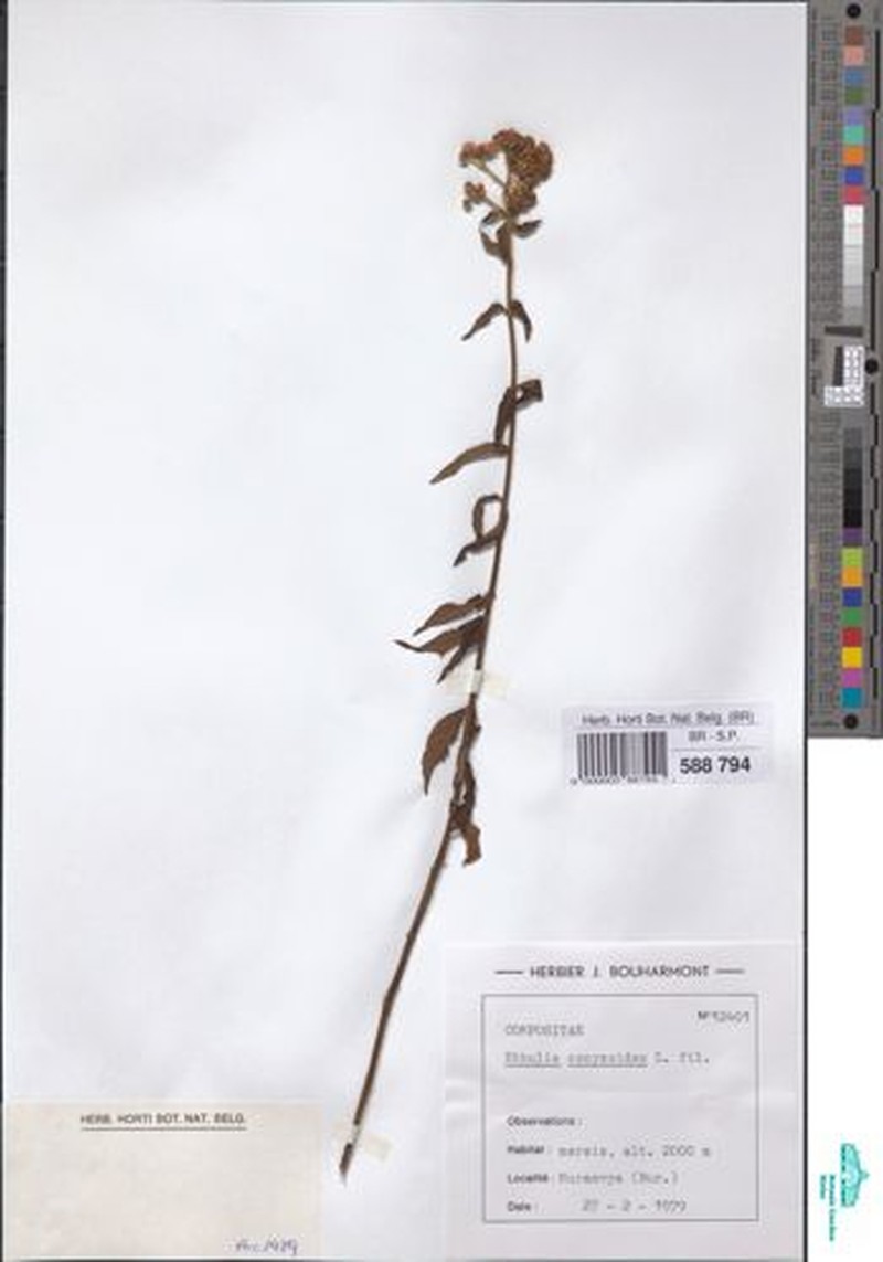 Ethulia burundiensis photo 4