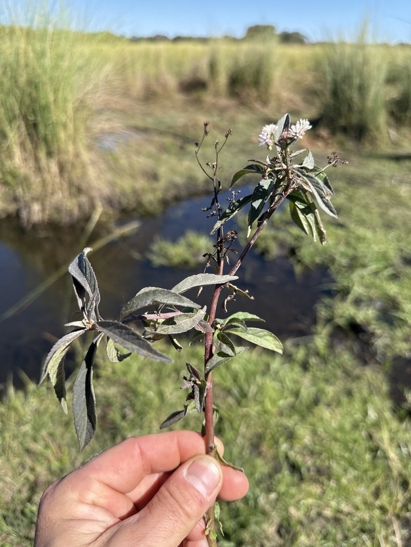 Ethulia conyzoides