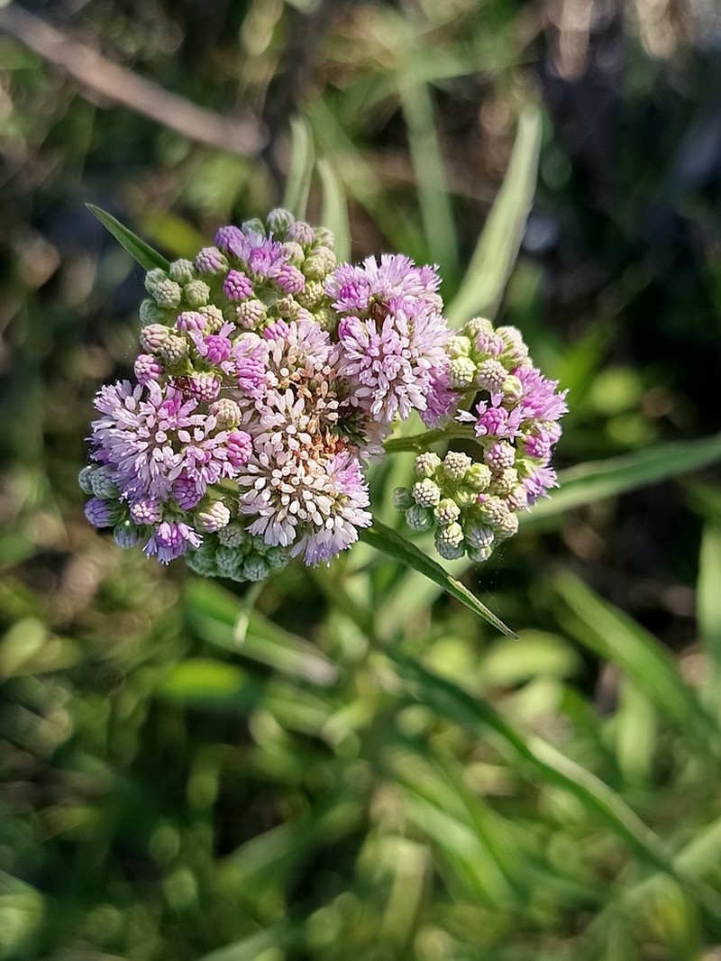 Ethulia conyzoides photo 2