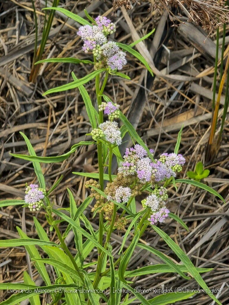 Ethulia conyzoides photo 3