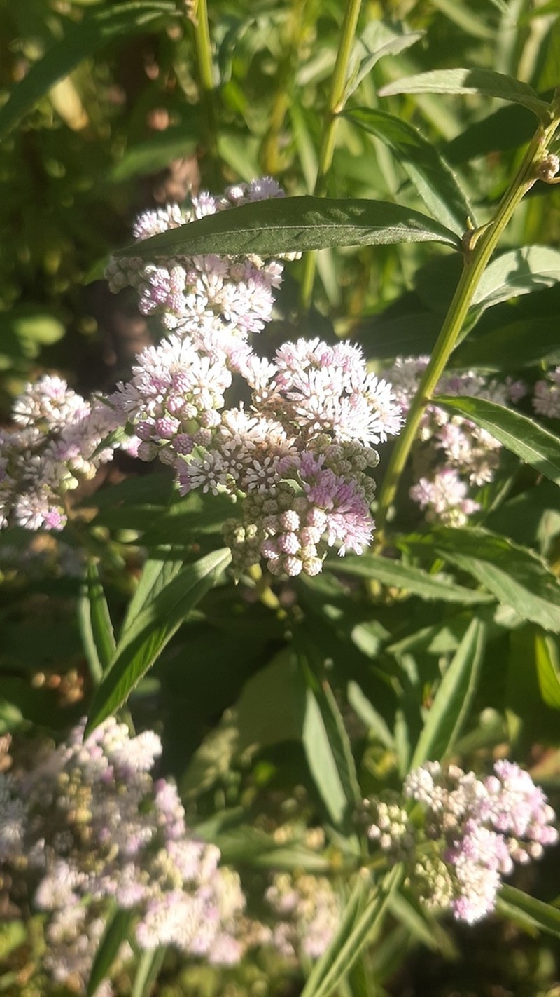 Ethulia conyzoides photo 4