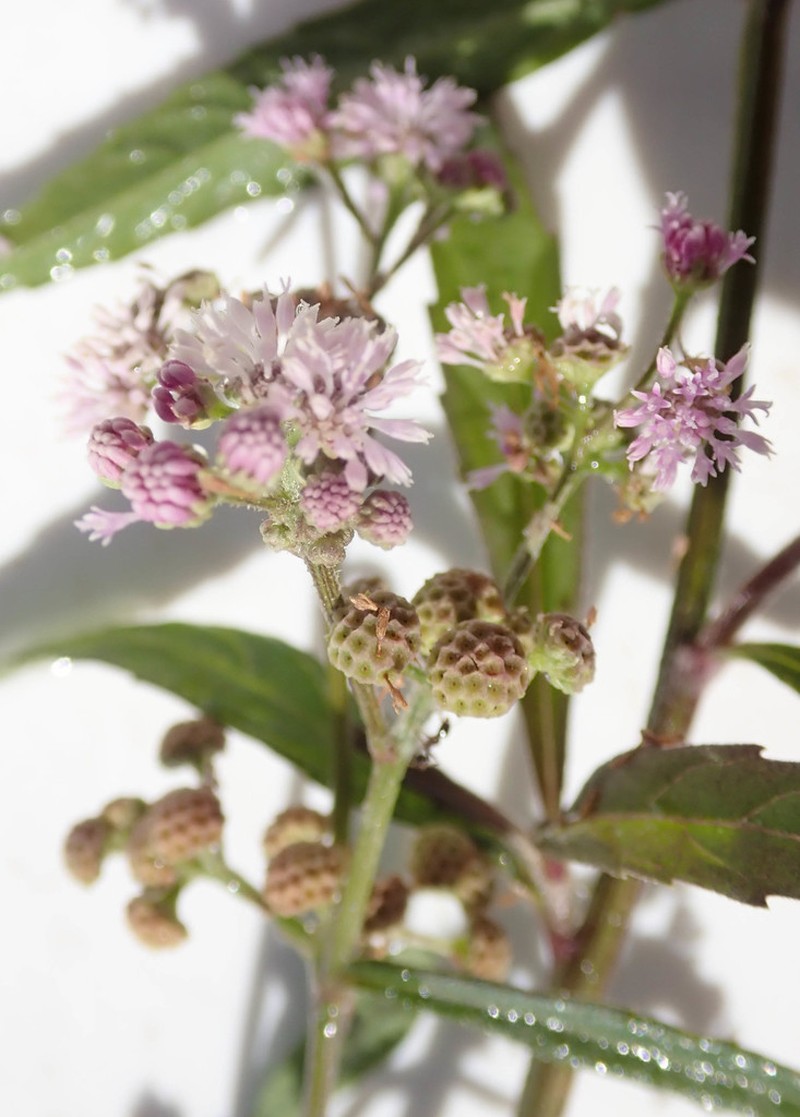 Ethulia conyzoides photo 5