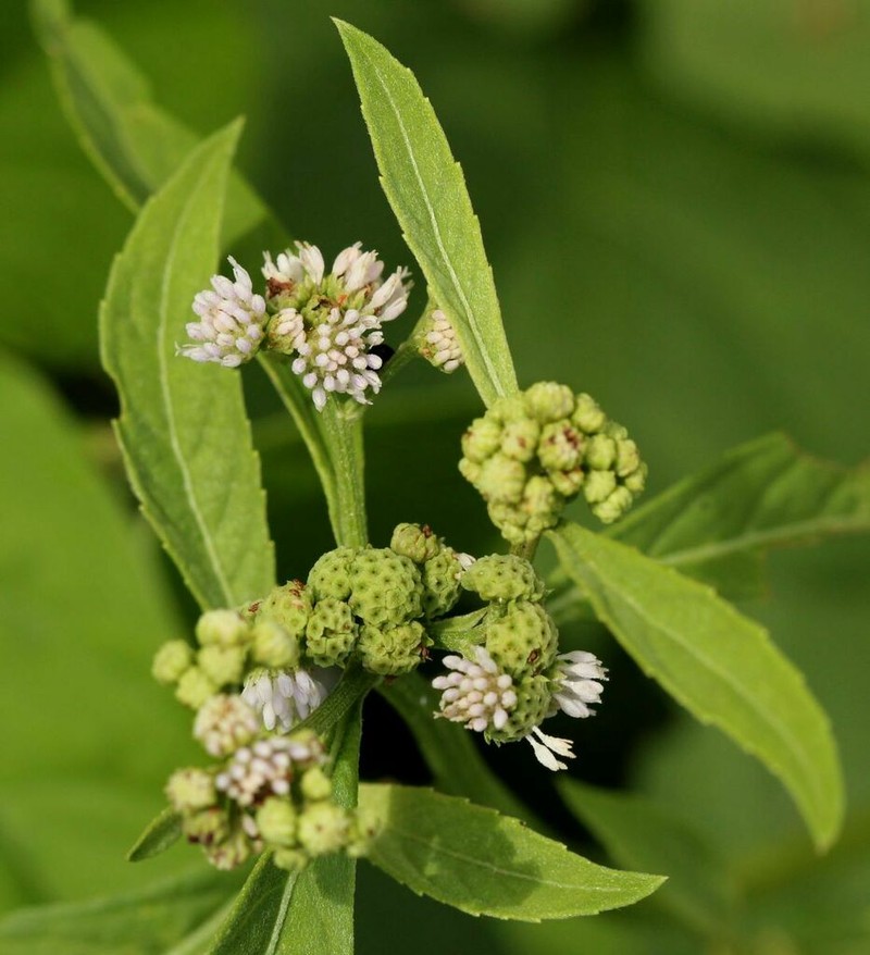 Ethulia conyzoides photo 7