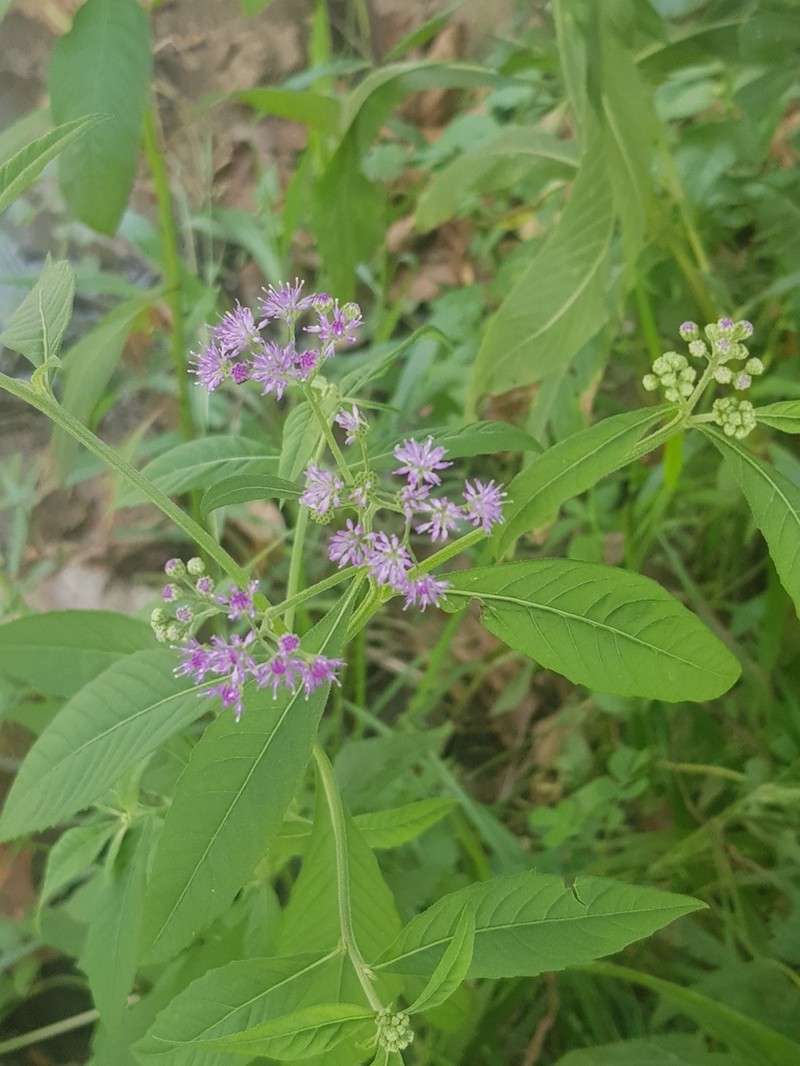 Ethulia conyzoides photo 8