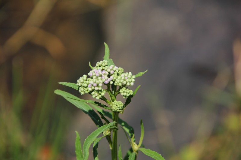 Ethulia conyzoides subsp. conyzoides