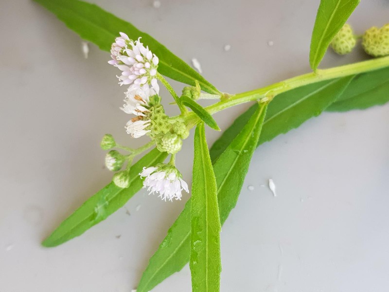 Ethulia conyzoides subsp. conyzoides photo 2
