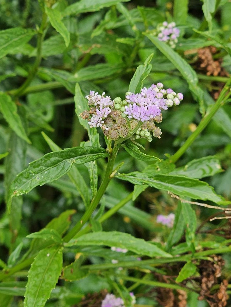 Ethulia conyzoides subsp. conyzoides photo 3